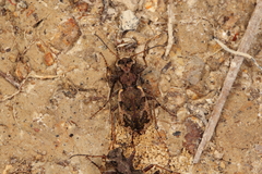 Neocicindela garnerae