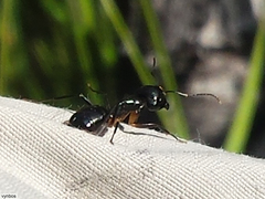Camponotus bianconii