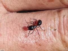 Camponotus bianconii