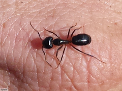 Camponotus bianconii