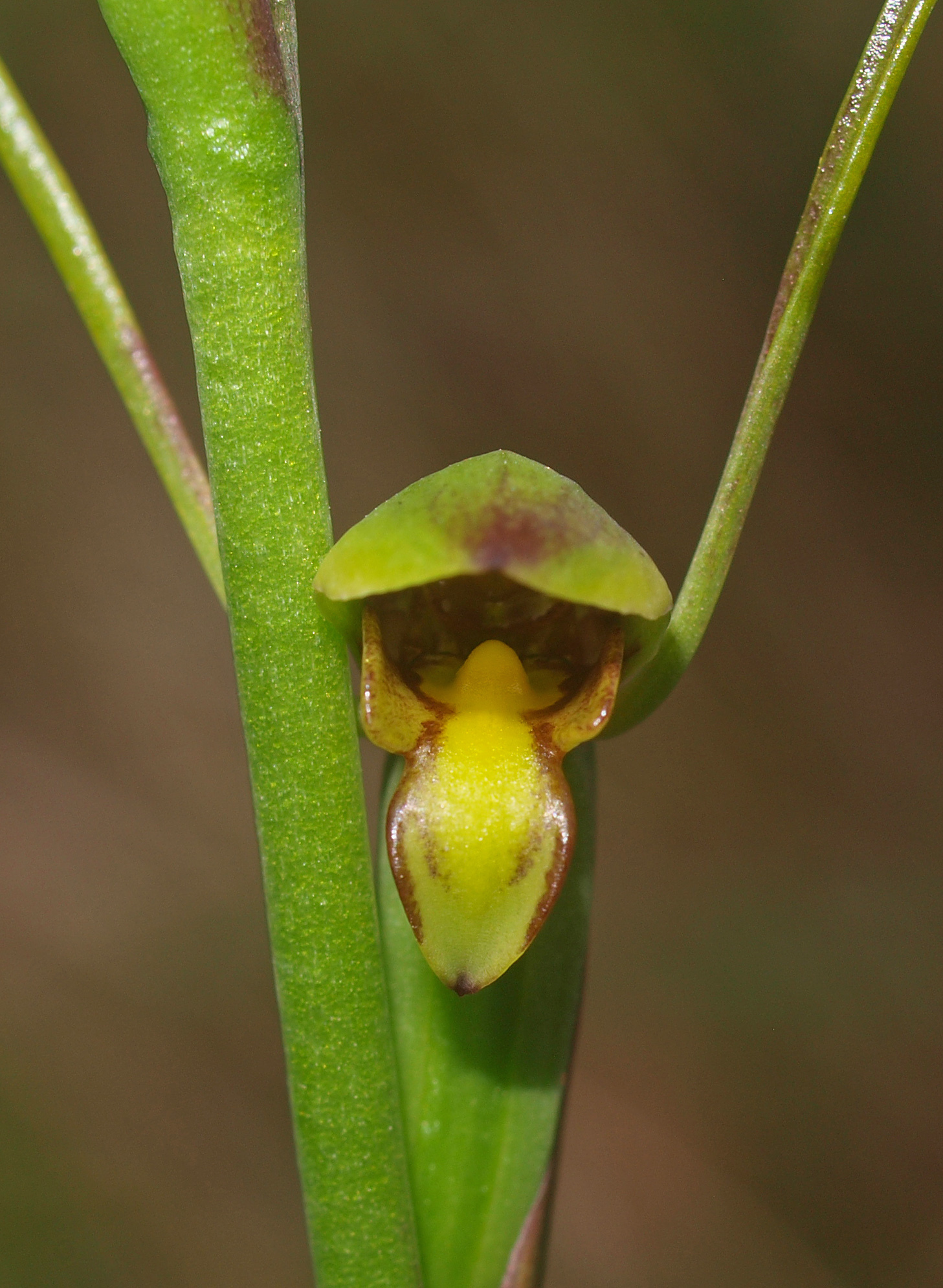 Orthoceras