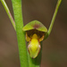 New Zealand Horned Orchid - Photo (c) Mike Lusk, some rights reserved (CC BY-NC), uploaded by Mike Lusk