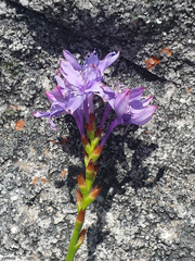 Thereianthus ixioides