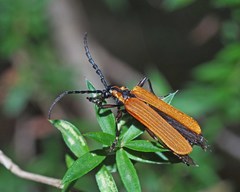 Chaodalis macleayi