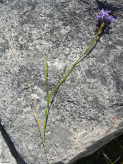 Thereianthus ixioides