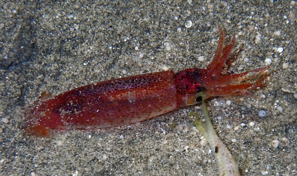Indian Squid