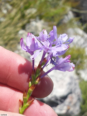 Thereianthus ixioides