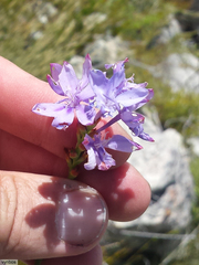 Thereianthus ixioides