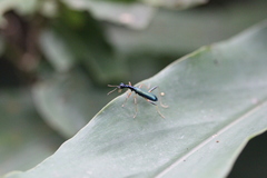 Neocollyris