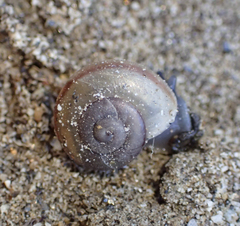 Cahuillus indioensis