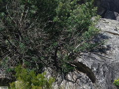 Podocarpus elongatus