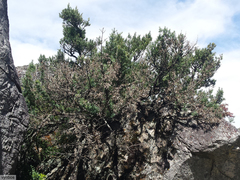 Podocarpus elongatus
