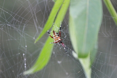 Argiope ocula