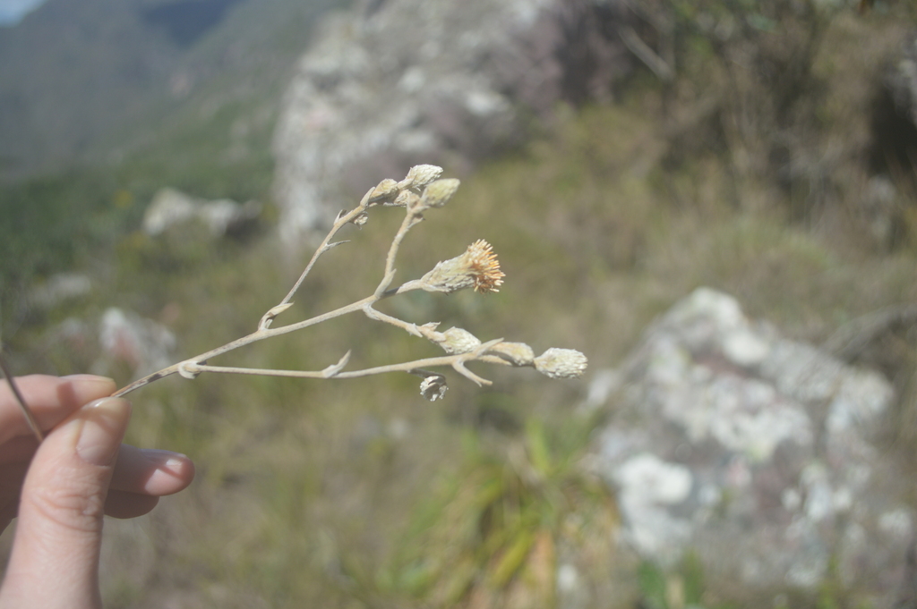 Richterago discoidea