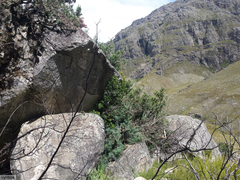 Podocarpus elongatus