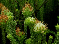 Campylostachys cernua