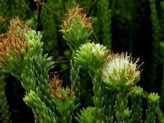 Campylostachys cernua