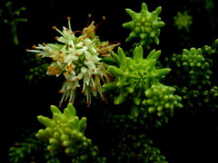 Campylostachys cernua