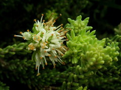 Campylostachys cernua