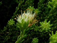 Campylostachys cernua