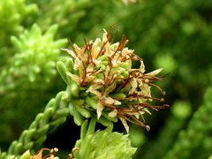 Campylostachys cernua