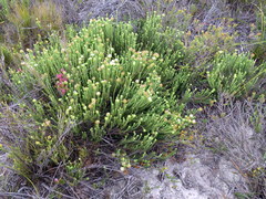 Campylostachys cernua