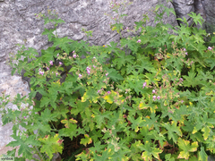 Pelargonium hispidum