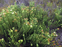 Campylostachys cernua