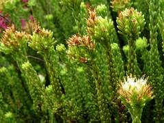 Campylostachys cernua