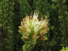 Campylostachys cernua