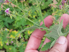 Pelargonium hispidum