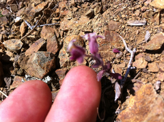 Streptanthus hispidus