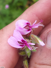 Pelargonium hispidum