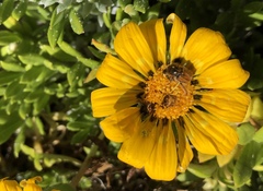 Gazania maritima