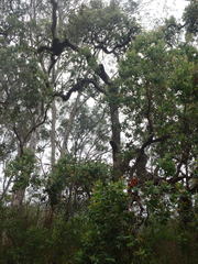 Angophora subvelutina
