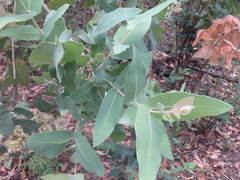 Angophora subvelutina