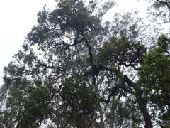 Angophora subvelutina