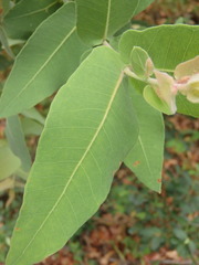 Angophora subvelutina