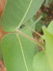 Angophora subvelutina
