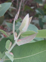 Angophora subvelutina