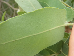 Angophora subvelutina