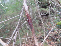 Angophora subvelutina