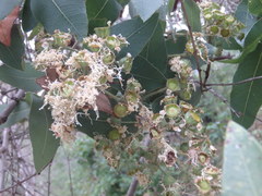 Angophora subvelutina