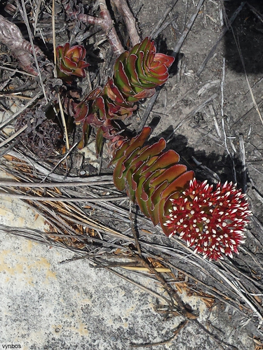 Crassula undulata