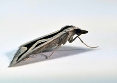 Dichromodes personalis