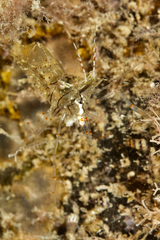 Palaemon intermedius