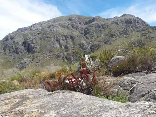 Rochea dejecta (Jacq.) Steud. 2
