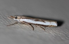 Orocrambus flexuosellus