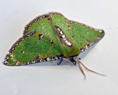 Eucyclodes buprestaria