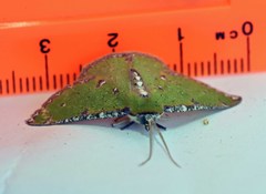 Eucyclodes buprestaria